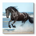 Πίνακας σε καμβά "Black Horse" Megapap ψηφιακής εκτύπωσης 60x60x3εκ. Πίνακας σε καμβά "Black Horse" Megapap ψηφιακής εκτύπωσης 60x60x3εκ.