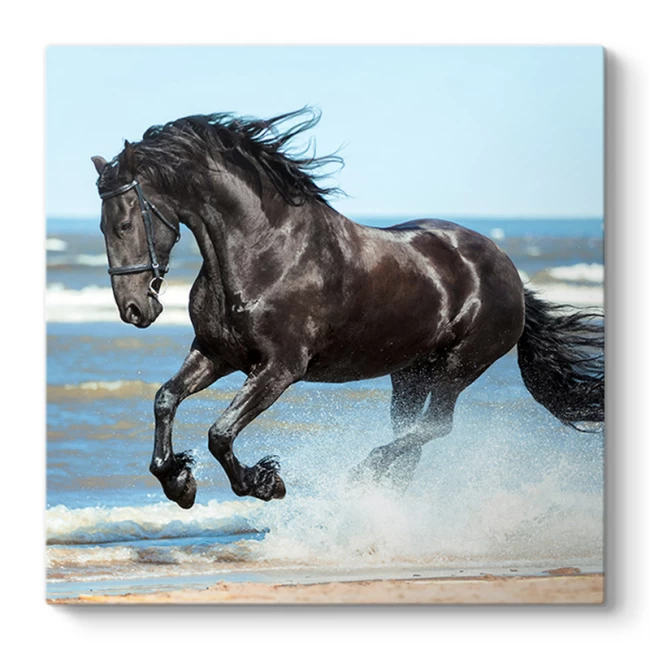 Πίνακας σε καμβά "Black Horse" Megapap ψηφιακής εκτύπωσης 60x60x3εκ. Πίνακας σε καμβά "Black Horse" Megapap ψηφιακής εκτύπωσης 60x60x3εκ.